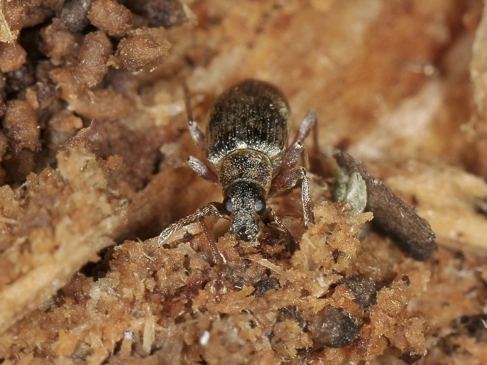Curculionidae:  Polydrusus sparsus